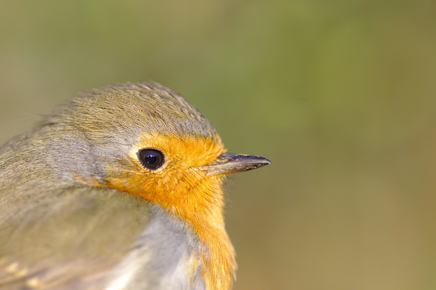 How to Identify and Help Injured Wildlife
