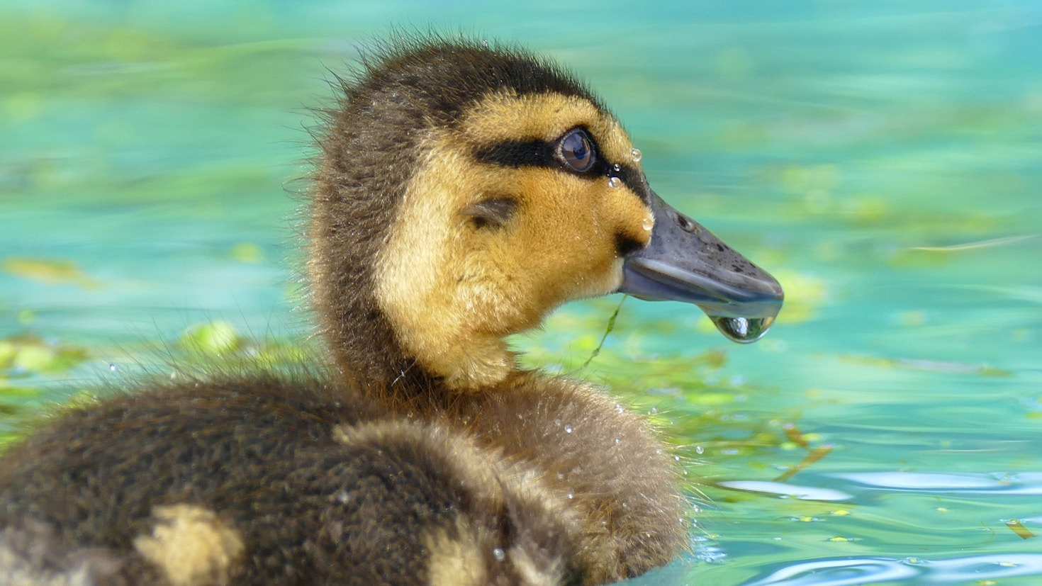 What to Do if You Find an Orphaned Animal