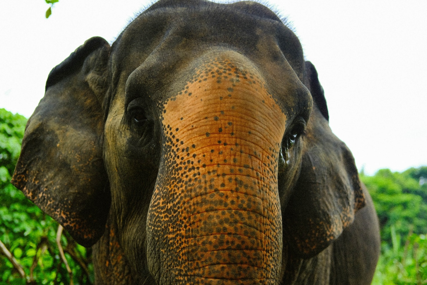 Steps to Ensure Proper Care for Ill Wildlife