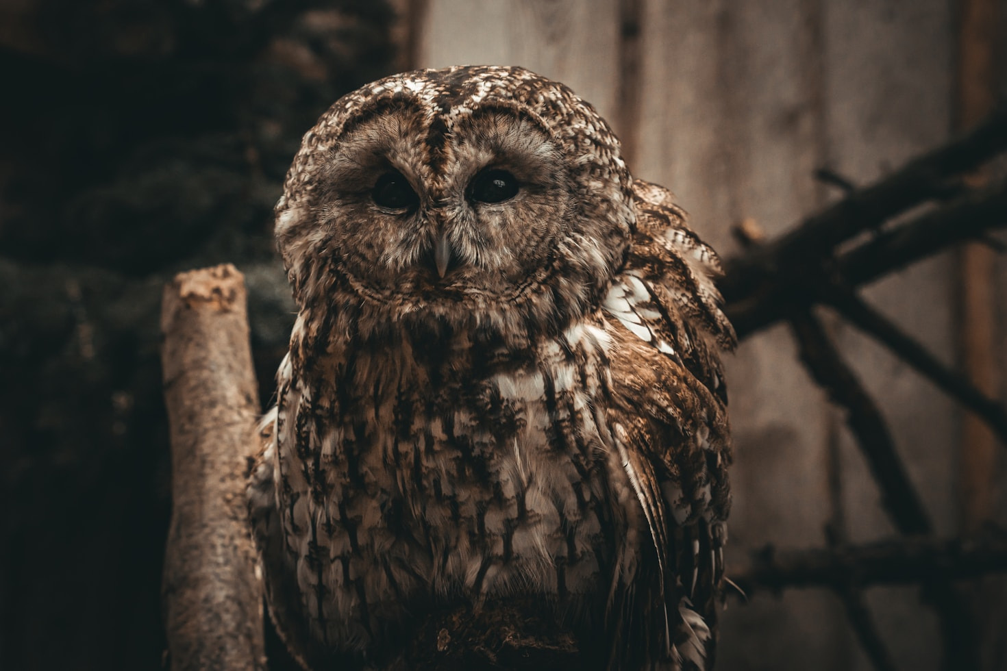 Common Misconceptions About Wildlife Assistance