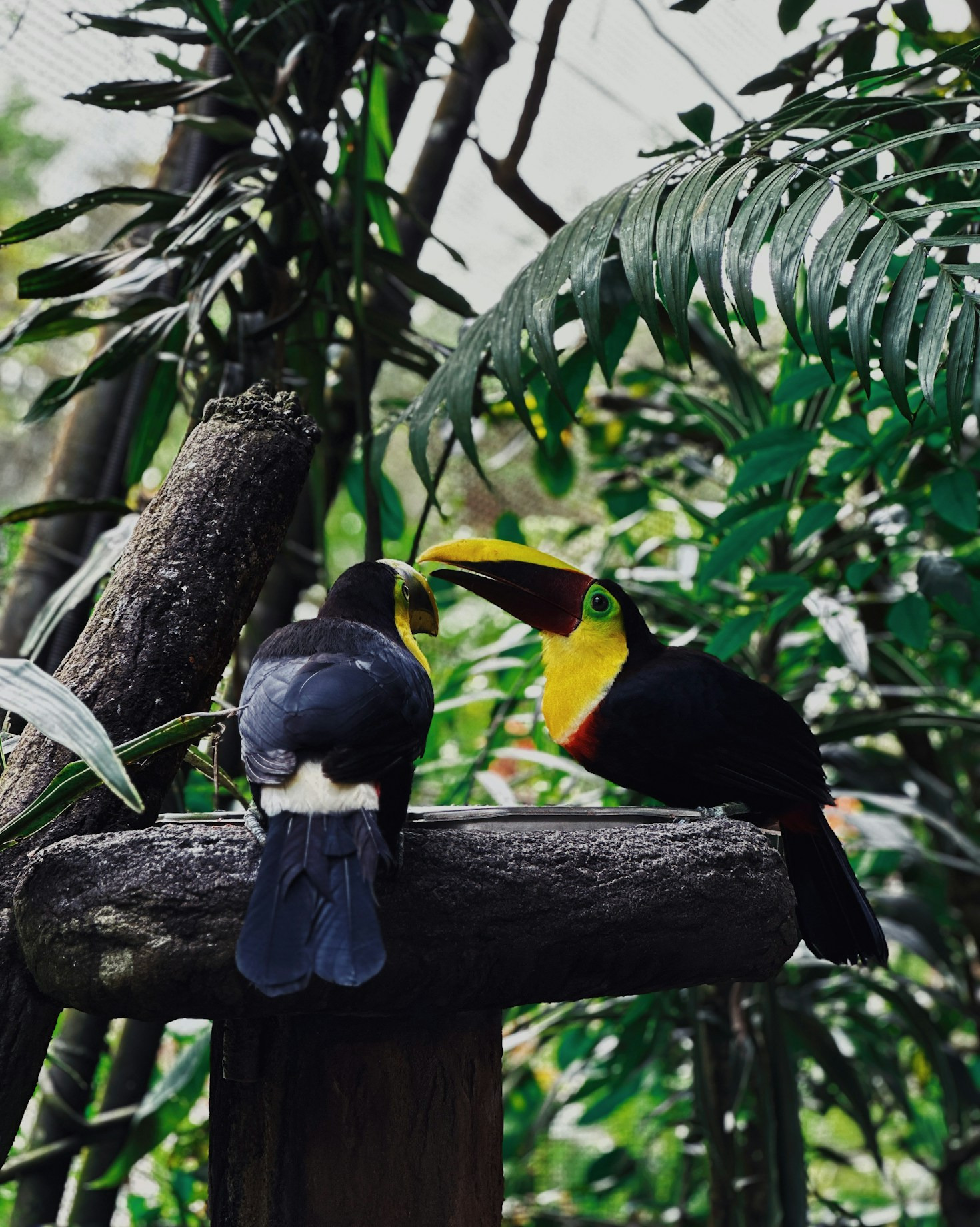 How to Connect with Wildlife Support Resources